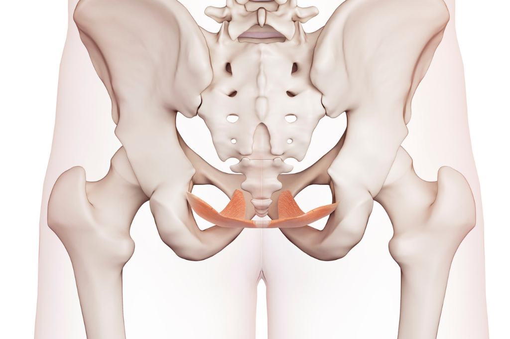 Illustrazione anatomica del pavimento pelvico femminile evidenziato sul bacino.